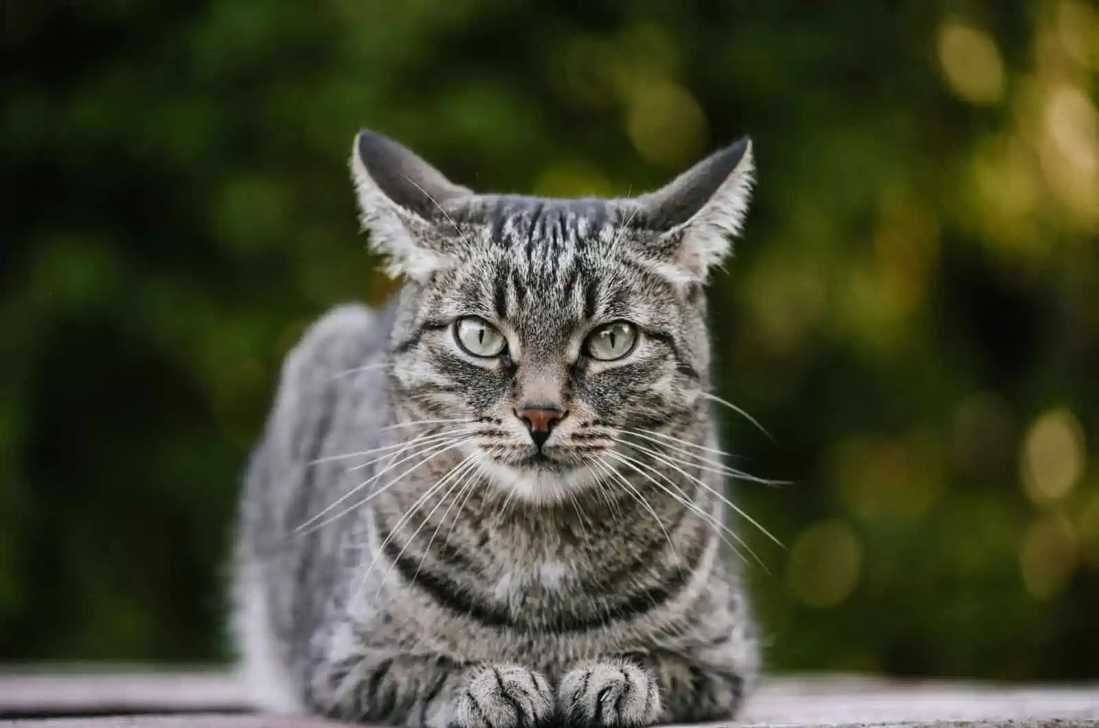 A cute cat